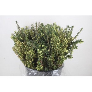 Myrthe Tarantino White P Bunch