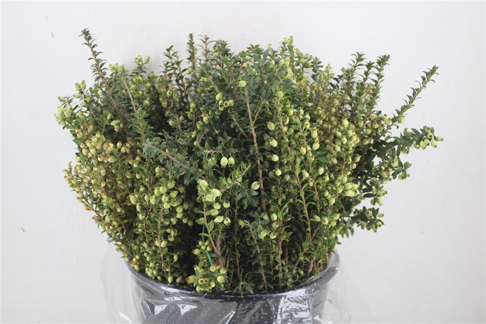 <h4>Myrthe Tarantino White P Bunch</h4>