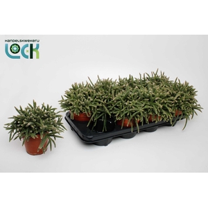 RHIPSALIS BACCIFERA