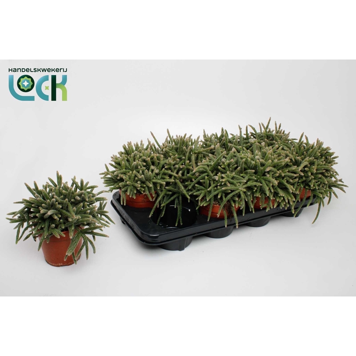 <h4>RHIPSALIS BACCIFERA</h4>