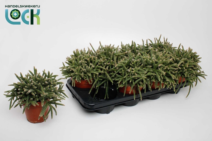 <h4>Rhipsalis Baccifera Horrida</h4>