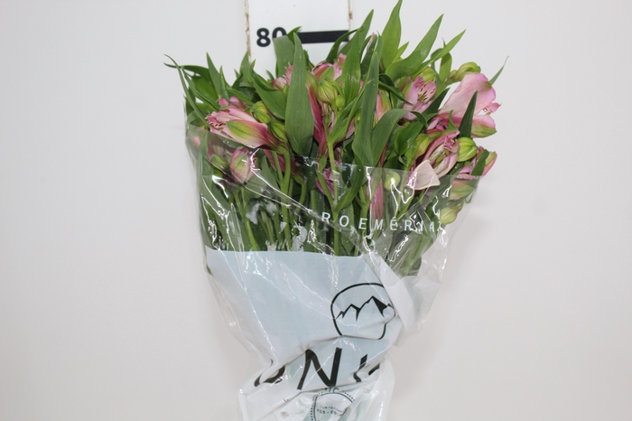 <h4>ALSTROEMERIA TAHITI 080 CM</h4>