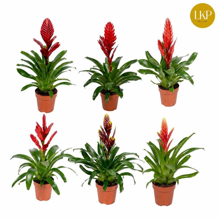 <h4>Vriesea Sensation 8 soorten Gemengd (Met Hoes)</h4>