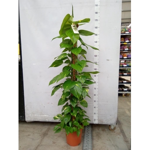 Epipremnum pinn.   ...moss stick