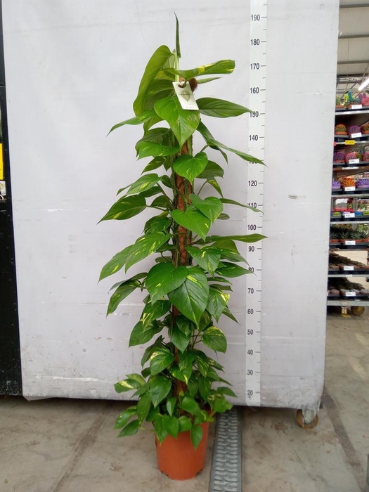 <h4>Epipremnum pinn.   ...moss stick</h4>