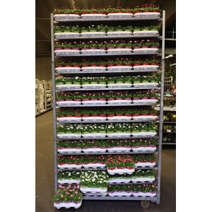 Bellis P Mixk 1 Kleur Per Tray