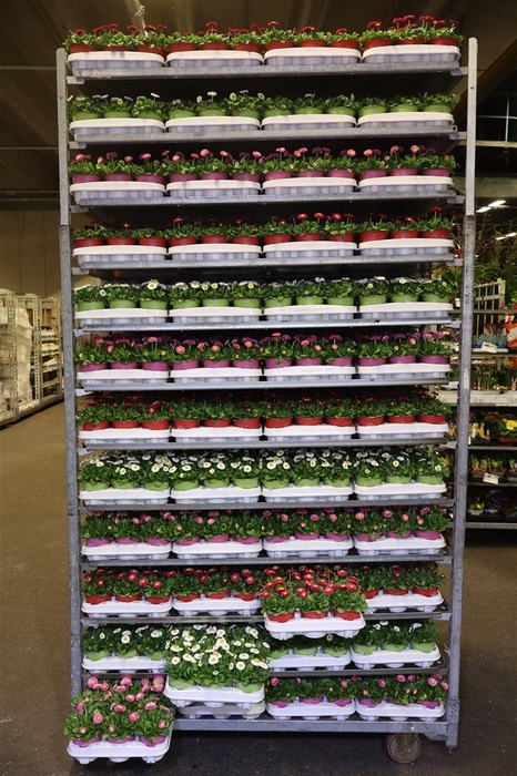 <h4>Bellis P Mixk 1 Kleur Per Tray</h4>