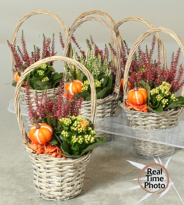 <h4>ARR TUINPLANTEN</h4>