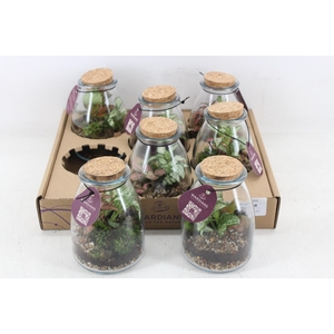 Arr3 Wr - Terrarium 10