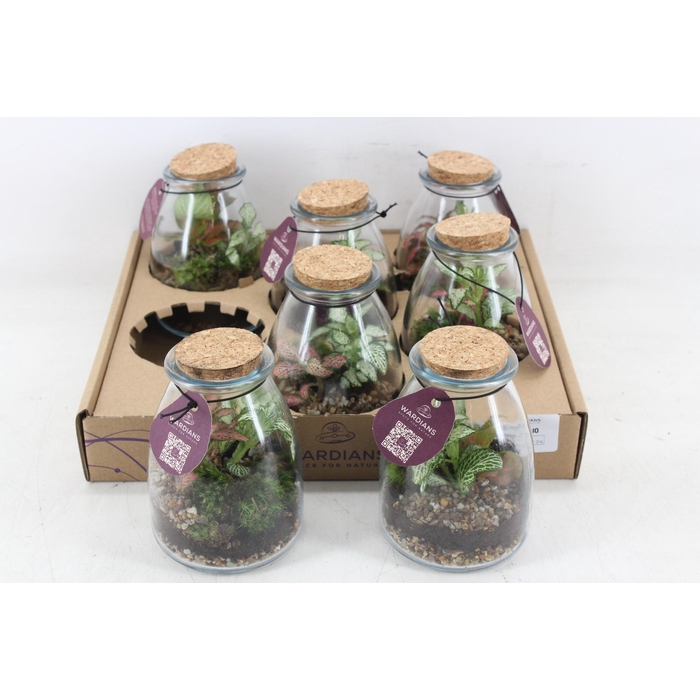 <h4>Arr3 Wr - Terrarium 10</h4>