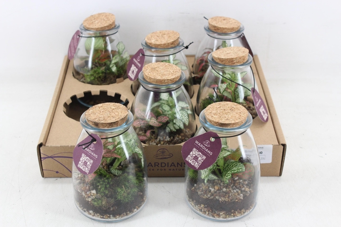Arr3 Wr - Terrarium 10