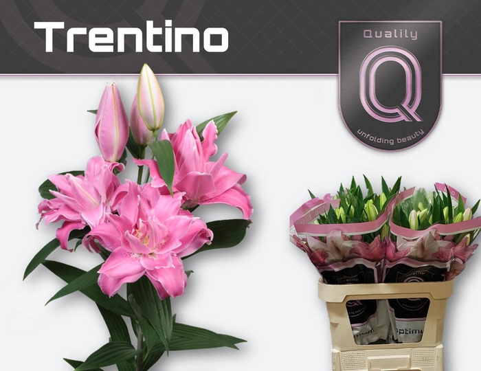 <h4>LI OR TRENTINO</h4>