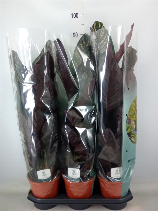 <h4>Calathea sanderiana</h4>