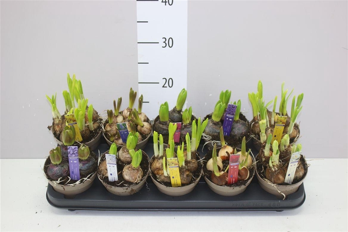 <h4>Bolbloemen Gemengd</h4>