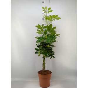 Schefflera arbor. 'Nora'