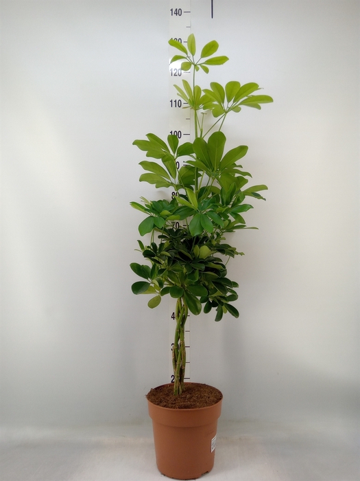 <h4>Schefflera arbor. 'Nora'</h4>
