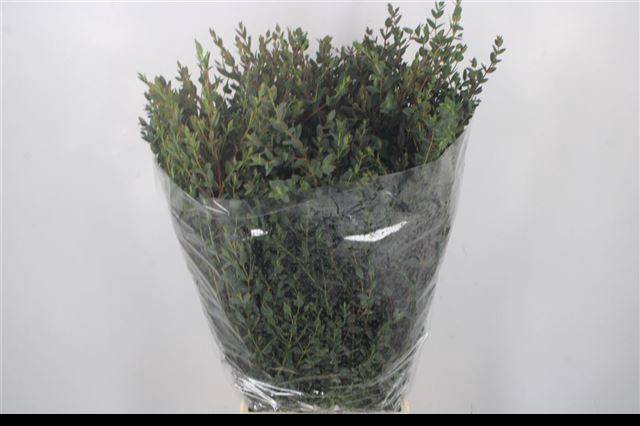 <h4>EUC PARVIFOLIA P BS</h4>