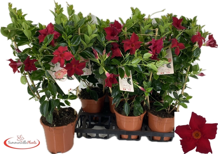 <h4>MANDE BRAS BRILL RED</h4>