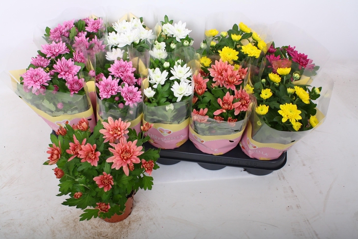 <h4>CHRYS GEVULDBL GEM</h4>