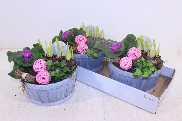 <h4>Arr Tuinplanten</h4>