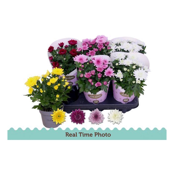 <h4>Chrys Gevuldbl Gem</h4>