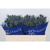 Eryngium Blue Dynamite