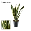 Sansevieria Laurentii