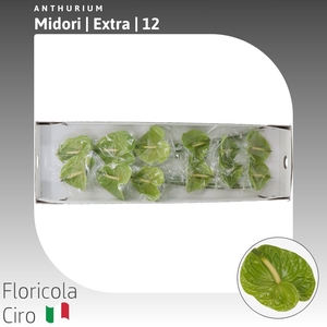 Anthurium Midori | Extra