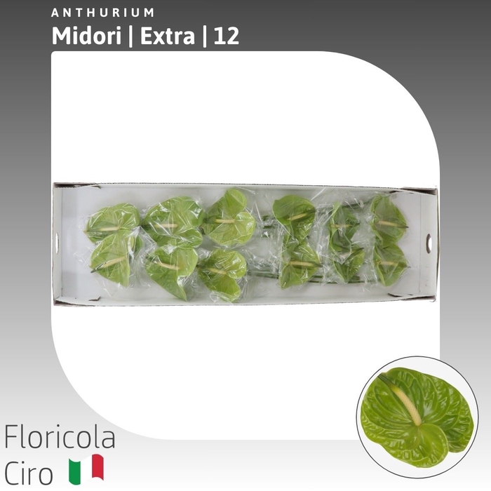 <h4>Anthurium Midori | Extra</h4>
