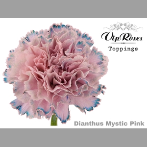DI ST MYSTIC PINK
