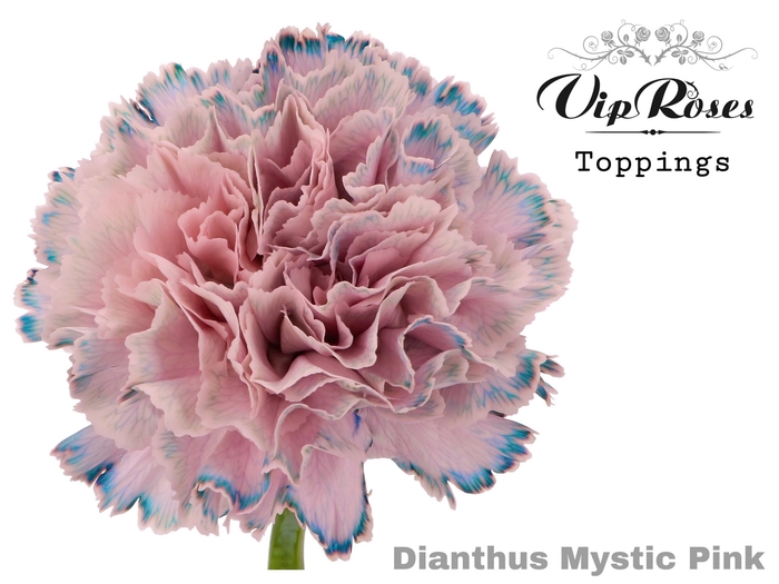 <h4>DI ST MYSTIC PINK</h4>
