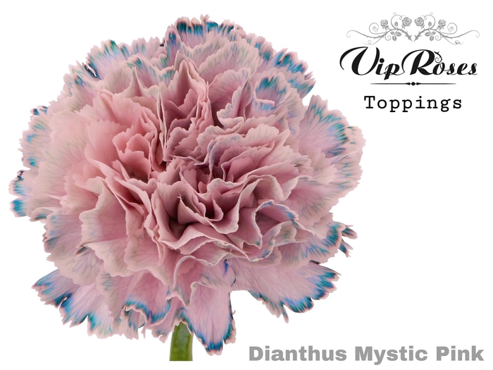 Di St Vip Mystic Pink