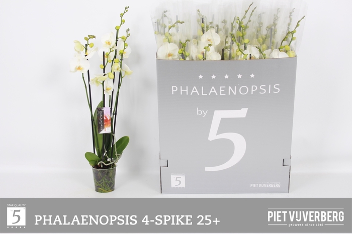 <h4>PHAL OV WIT</h4>