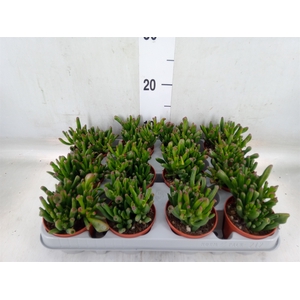 Crassula ovata 'Gollum'