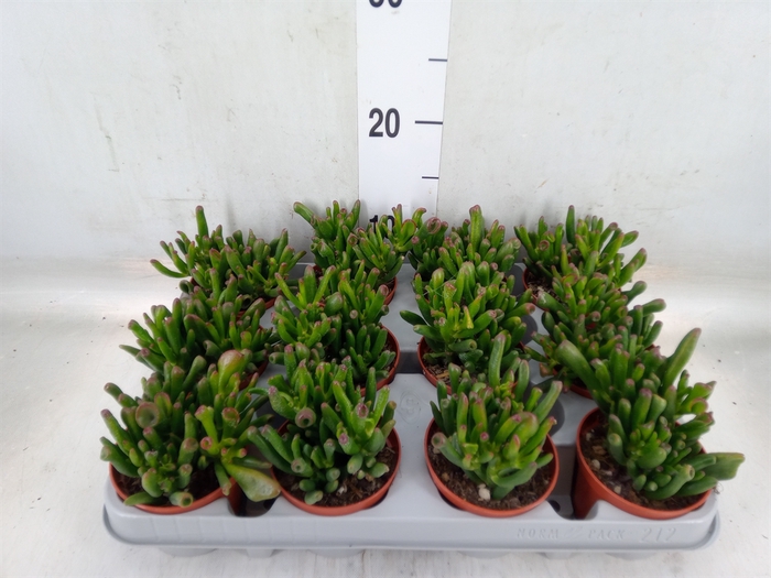 <h4>Crassula ovata 'Gollum'</h4>