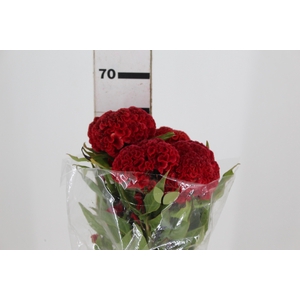 CELOSIA RED CHIEF 070 CM VERMELHO