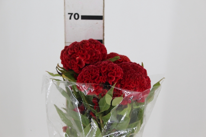 <h4>CELOSIA RED CHIEF 070 CM VERMELHO</h4>