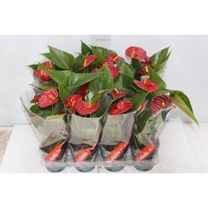 ANTHURIUM RED SUCCESS P09