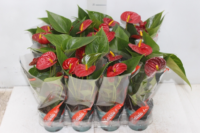 <h4>ANTHURIUM RED SUCCESS P09</h4>