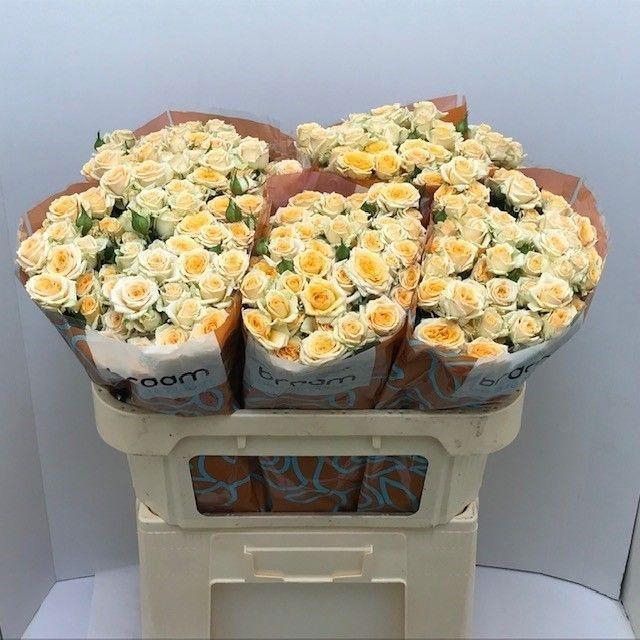 <h4>Rosa TR 'Trinity' BRAAM</h4>