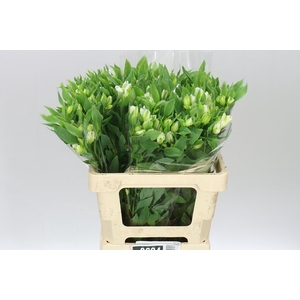 Alstro Charm White