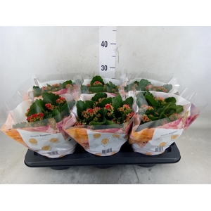 Kalanchoe blos. 'RosDon Justino'