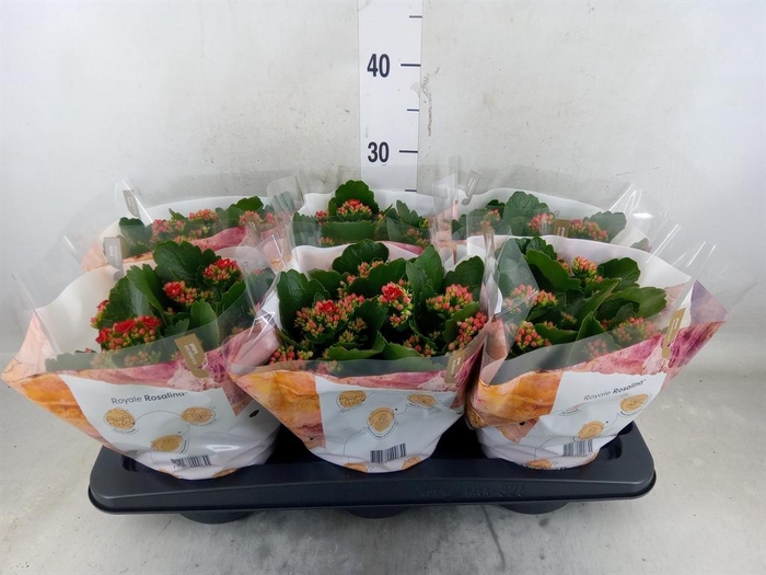 <h4>Kalanchoe blos. 'RosDon Justino'</h4>