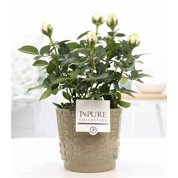 <h4>Rosa white in P&PURE Floor ceramics green</h4>