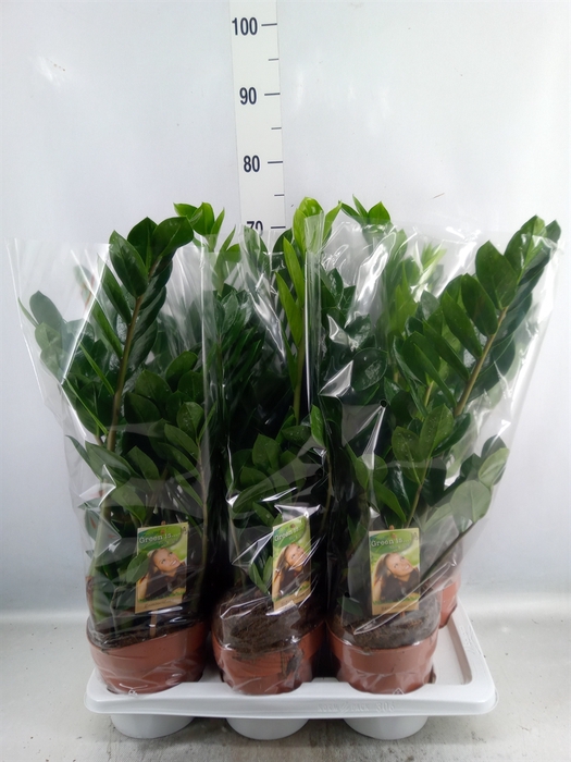 <h4>Zamioculcas zamiifolia</h4>