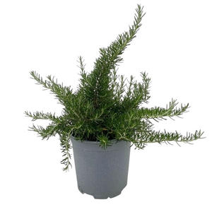 Rosmarinus officinalis 'Prostratus'