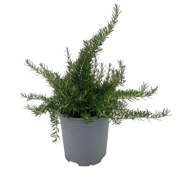 <h4>Rosmarinus officinalis 'Prostratus'</h4>