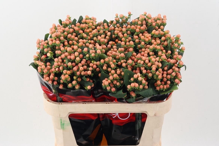 <h4>Hyp Mellow Rom 70cm</h4>