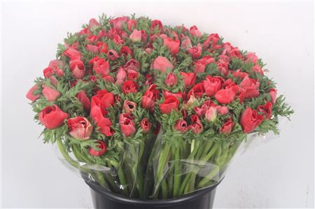 <h4>Anemone Fr. Red</h4>