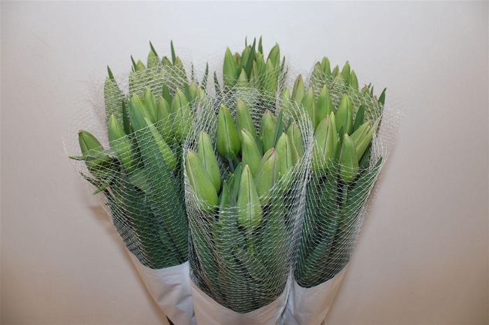 <h4>Tu Fr En Romaine</h4>